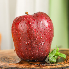 8cm Size Red Star Huaniu Apples Fruits Price